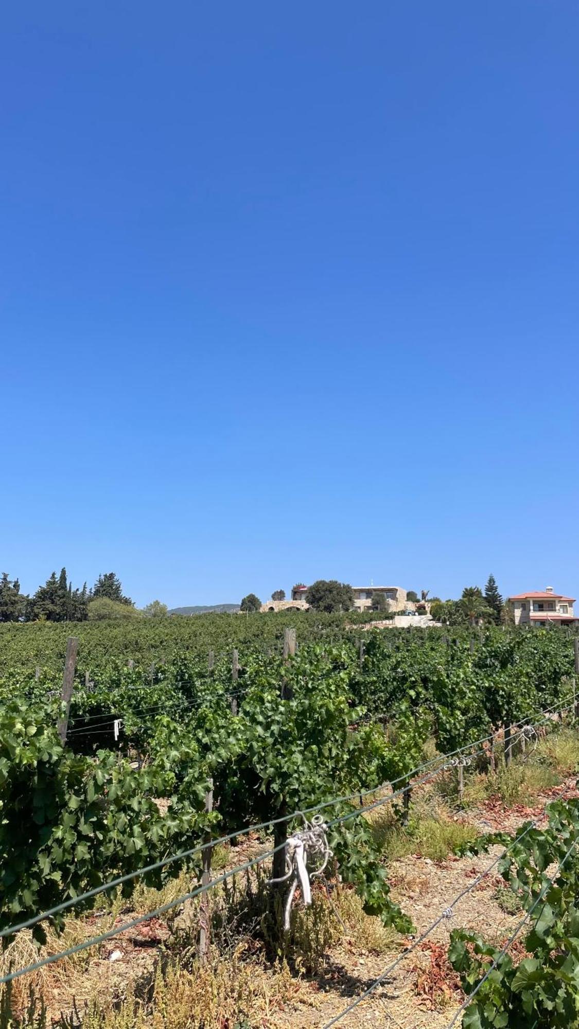 Datca Vineyard Guesthouse Eksteriør bilde