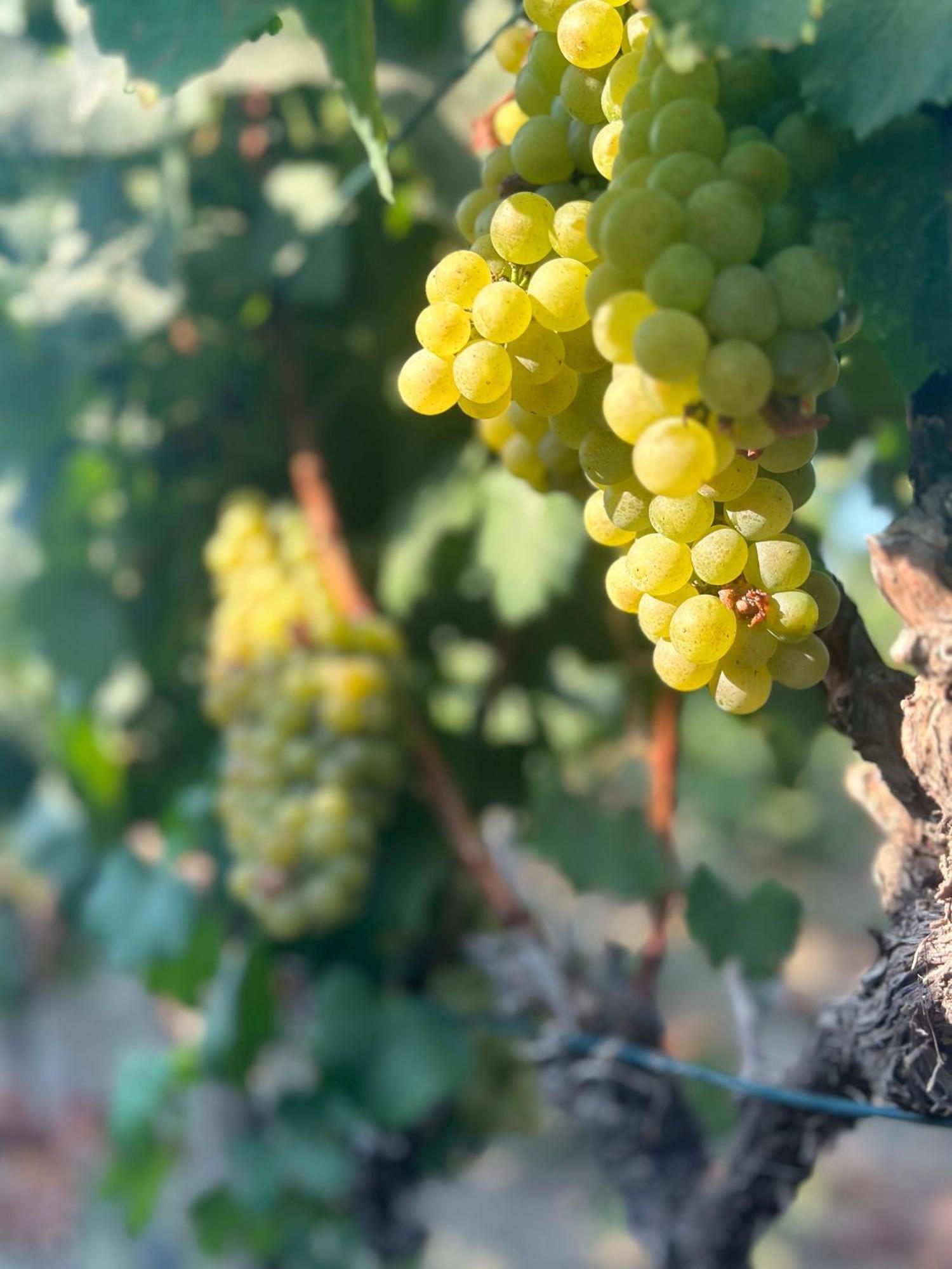 Datca Vineyard Guesthouse Eksteriør bilde